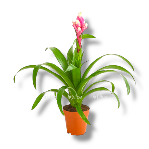 guzmaniya kendi e1757571039105