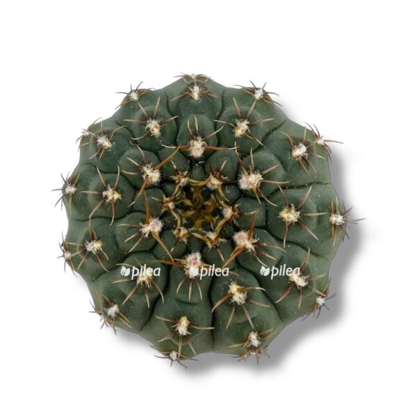 gymnocalycium quehlianum e1743573495547