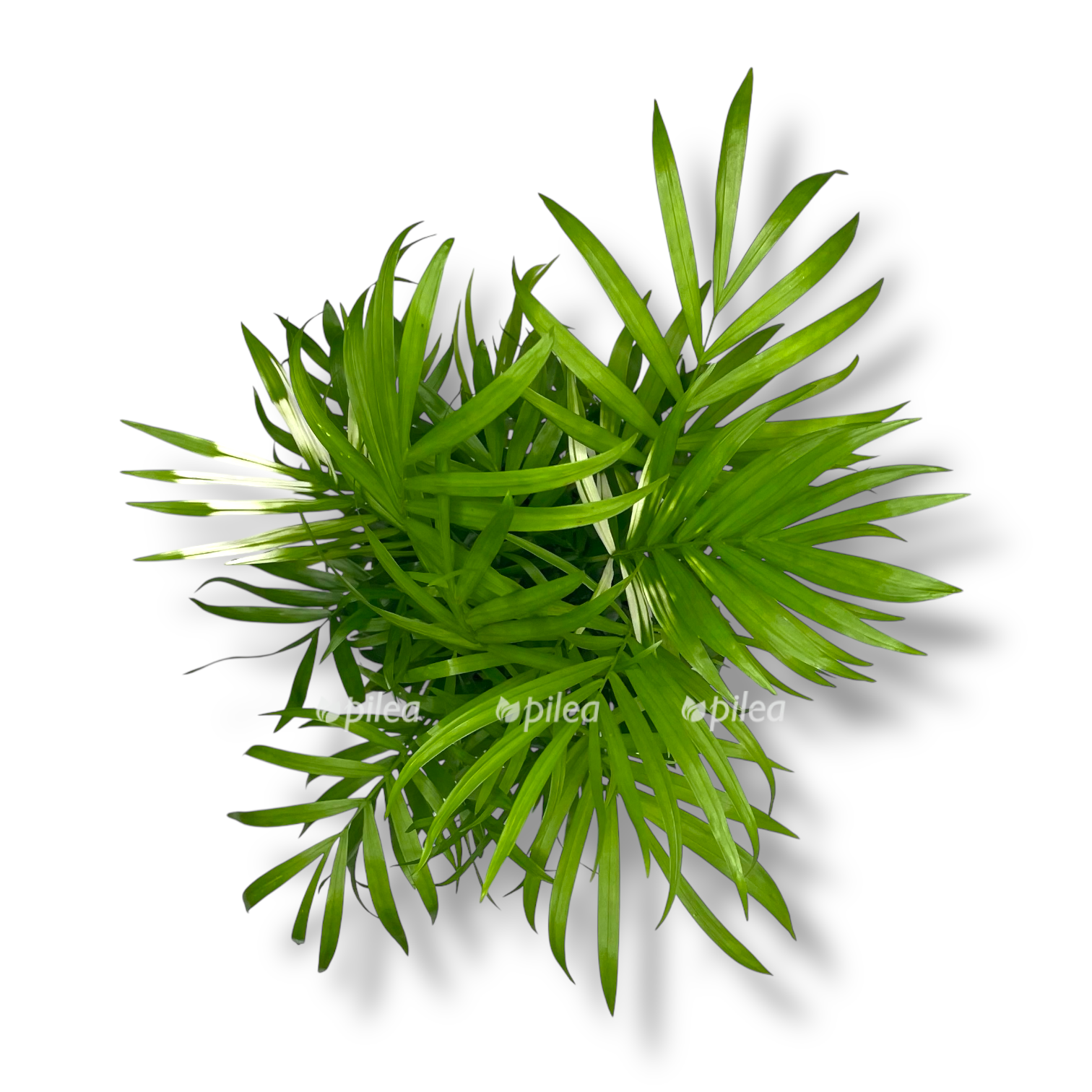 hamedoreya elegans variegata