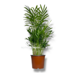 hamedoreya elegans variegata e1757654863769