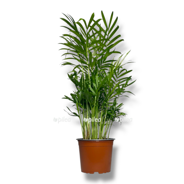 hamedoreya elegans variegata e1757654863769