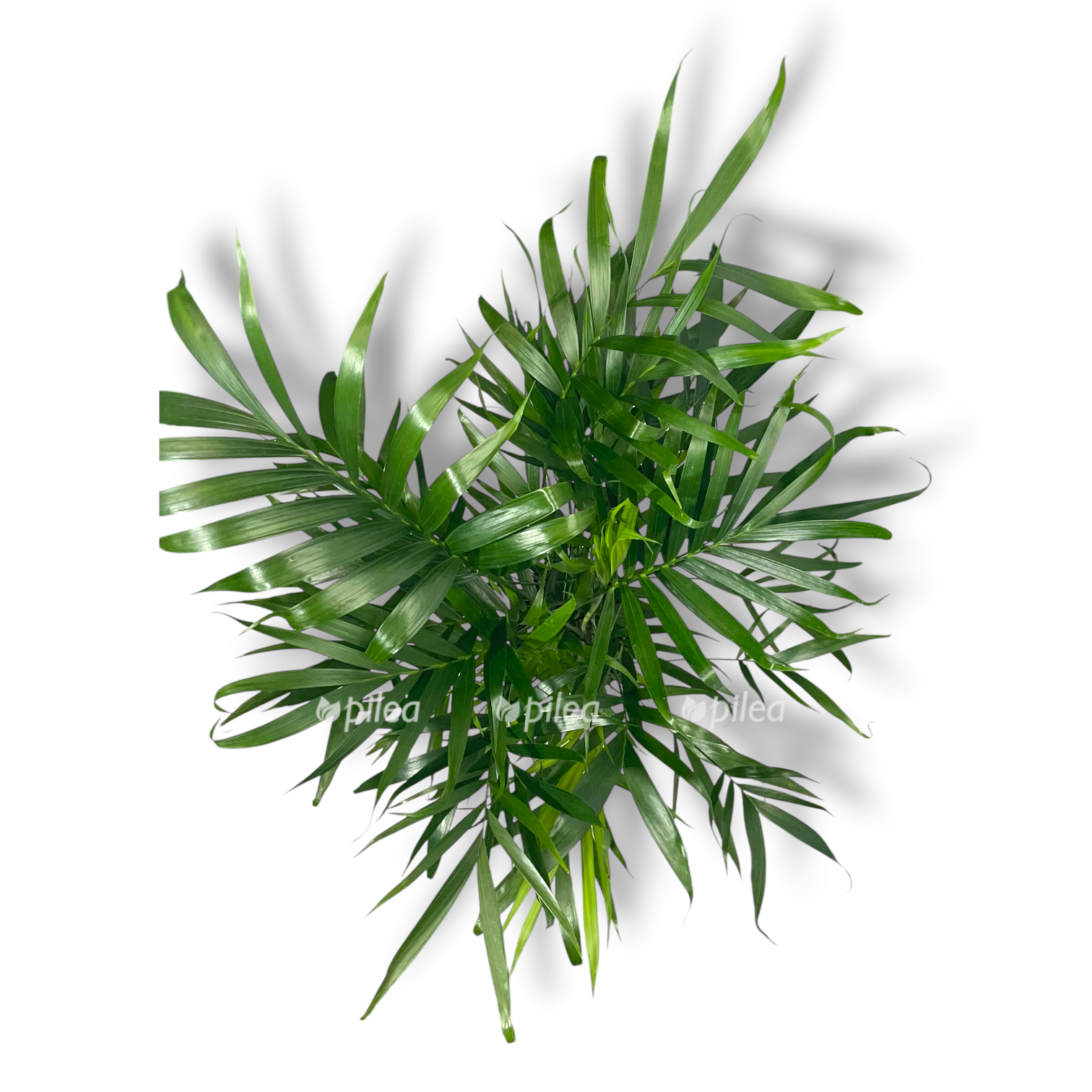 hamedoreya kataraktarum