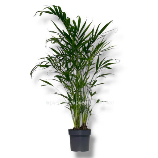 hamedoreya kataraktarum e1768980738276