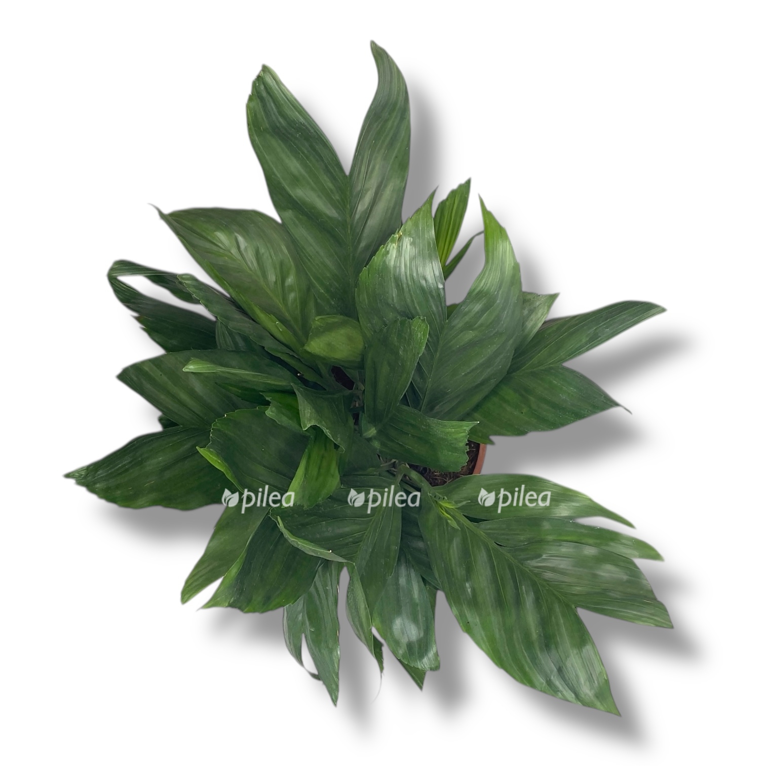 hamedoreya metallika