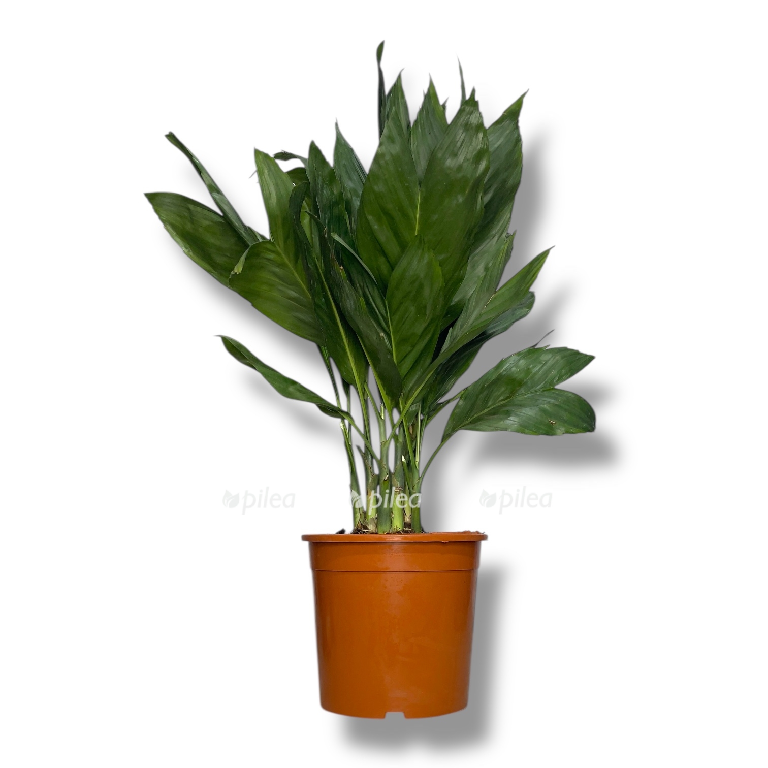 hamedoreya metallika