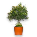 hamelacium miks e1705518660951