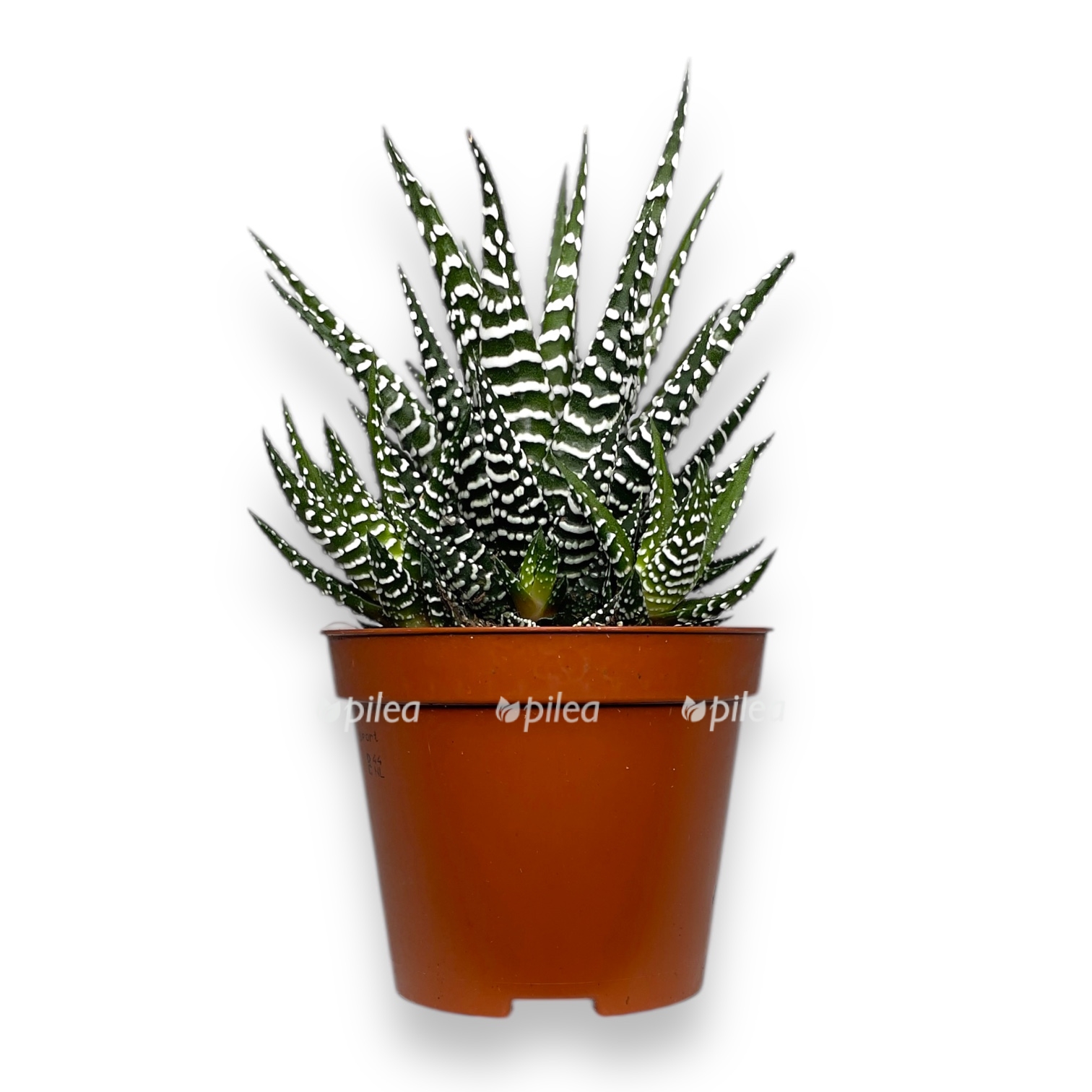 havortiya fasciata big bend