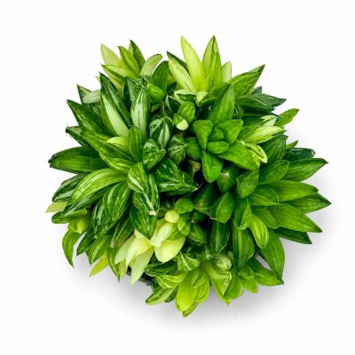 Хавортия Кумбиформис Вариегата купить
