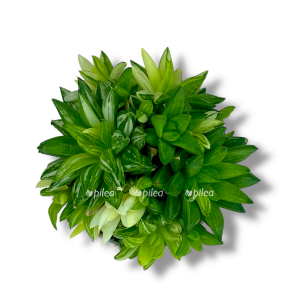 havortiya kumbiformis variegata e1757005782135