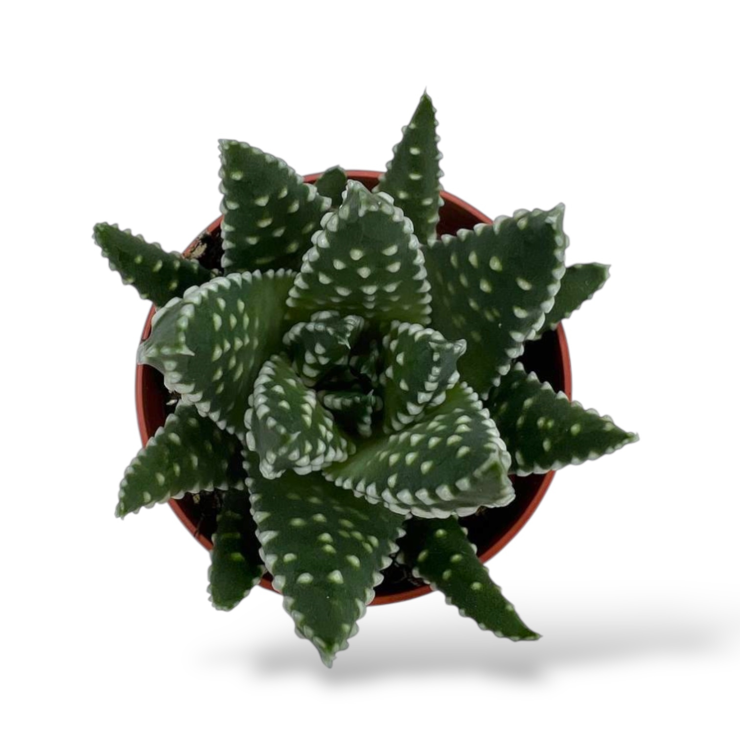 havortiya margaritifera