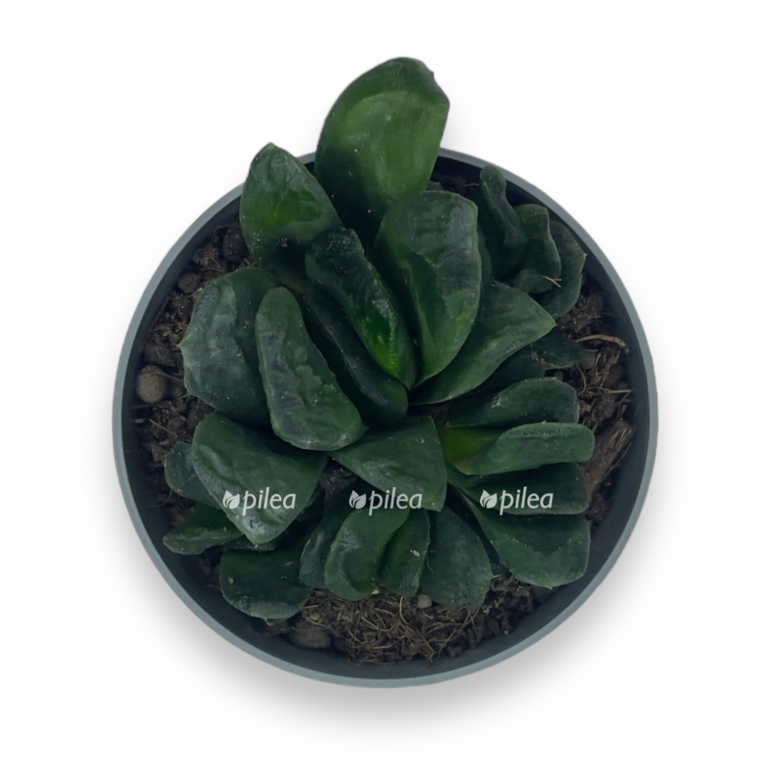 havortiya maugani 510