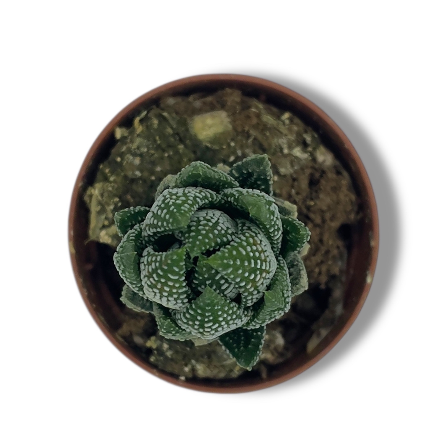 havortiya rejnvardta