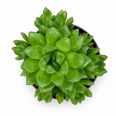 Хавортия Купера купить