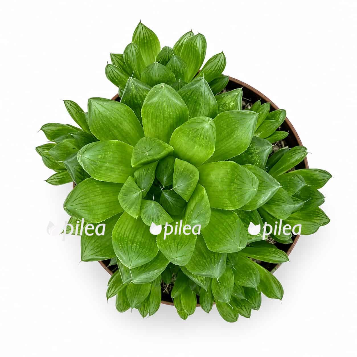 Хавортия Купера купить