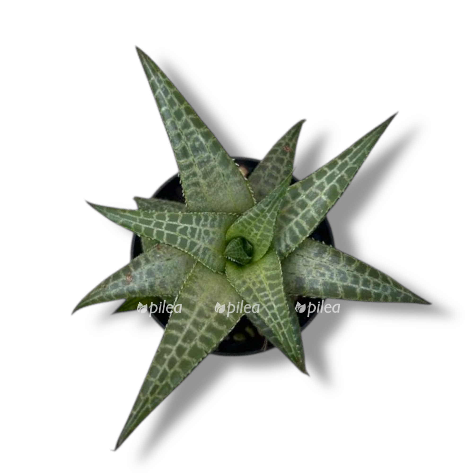 haworthia tesselata 1