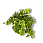 hedera golden kolibri e1743398986532