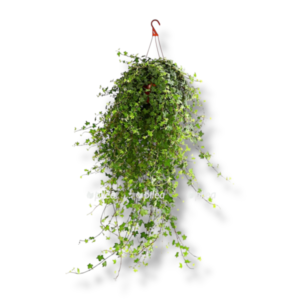 hedera heliks anna e1763879988917