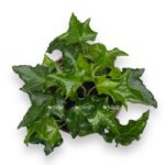 hedera heliks ivalejs 9 10 e1700671144470