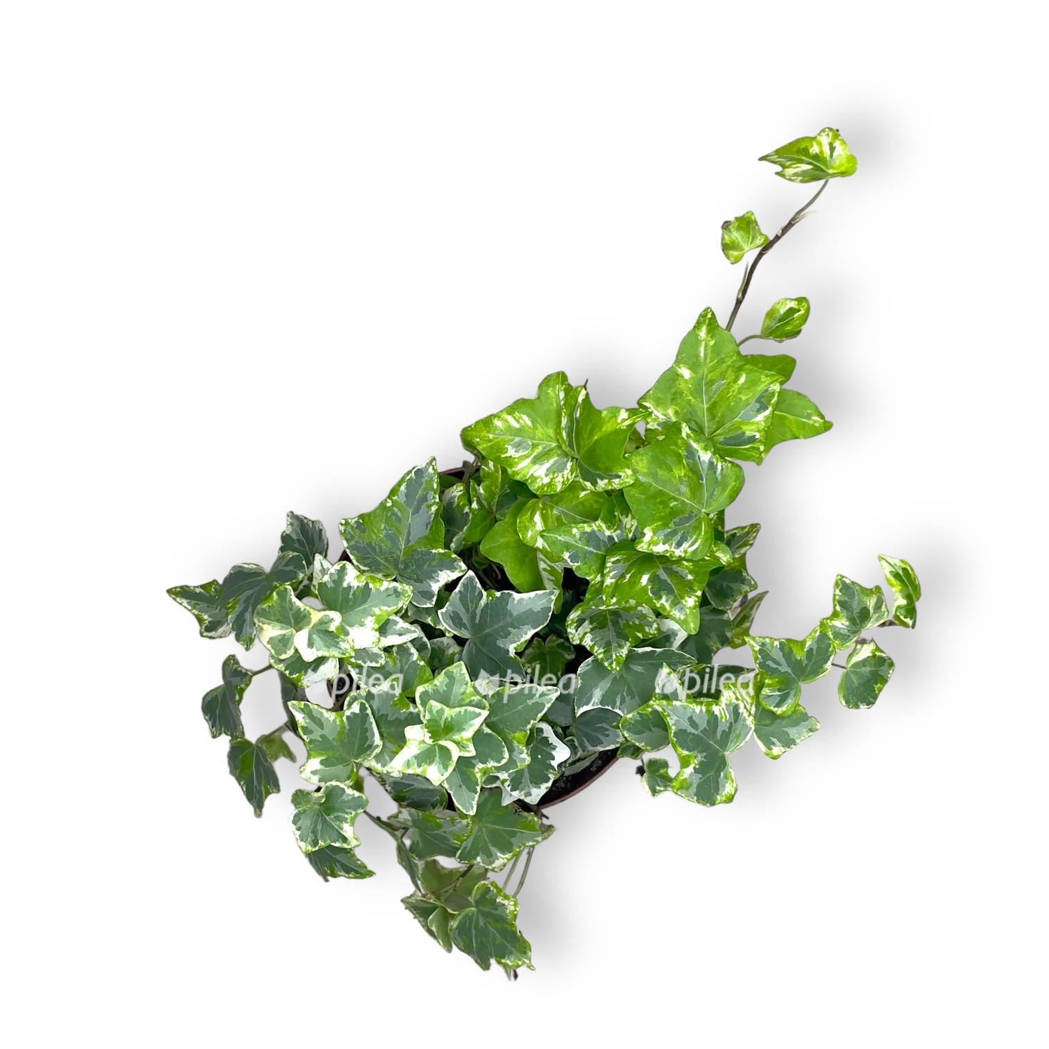 hedera heliks kolibri