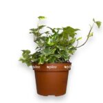 hedera heliks kolibri e1723911730735
