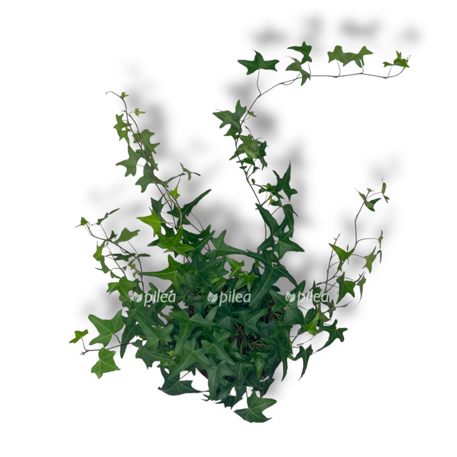 hedera heliks sagittifoliya