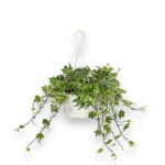 hedera heliks vajt vander e1729698036229