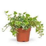hedera helix white wonder d12sm