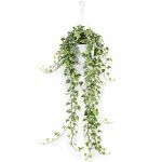 hedera helix white wonder d17sm