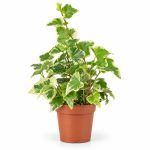 hedera helix white wonder d9sm