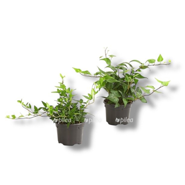 hedera miks e1769975976365