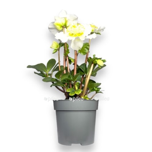 heleborus v gorshke e1736411333410