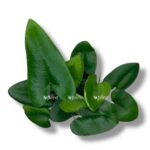 hemionitis arifoliya