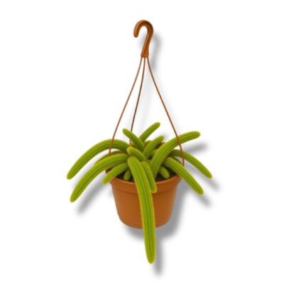 hildevintera aurespina e1745638964933