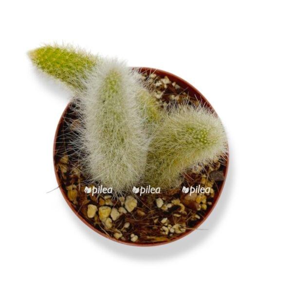 hildevintera kolademononis e1758299165747