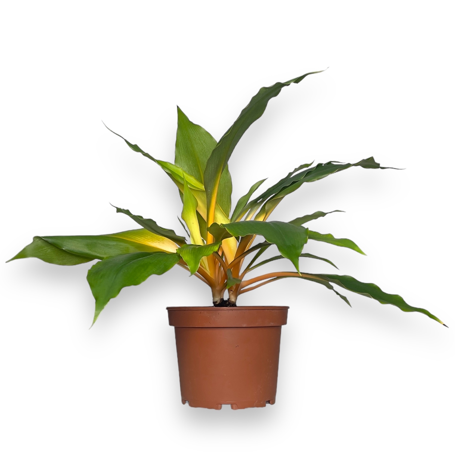 hlorofitum grin oranzh