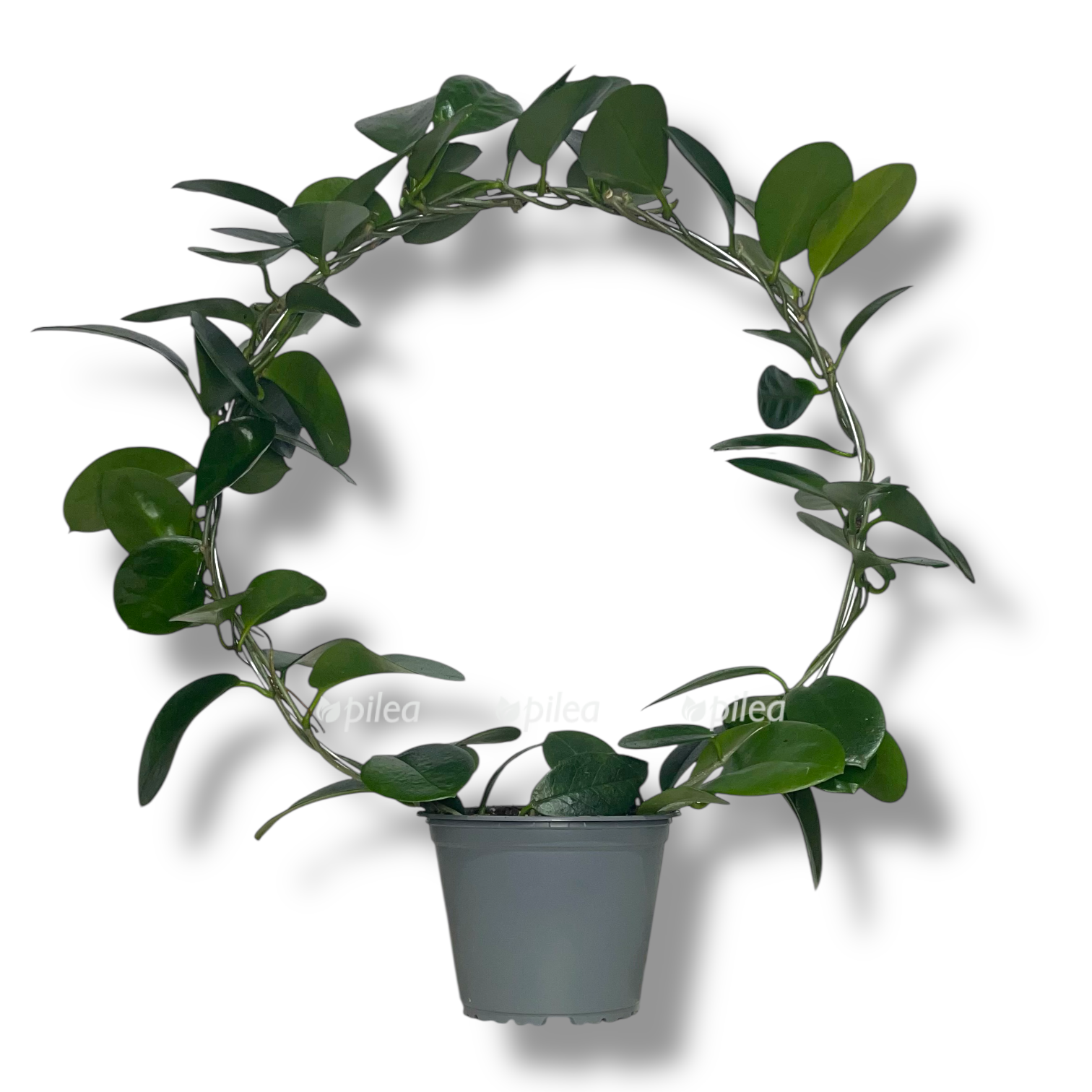 hojya australis arka