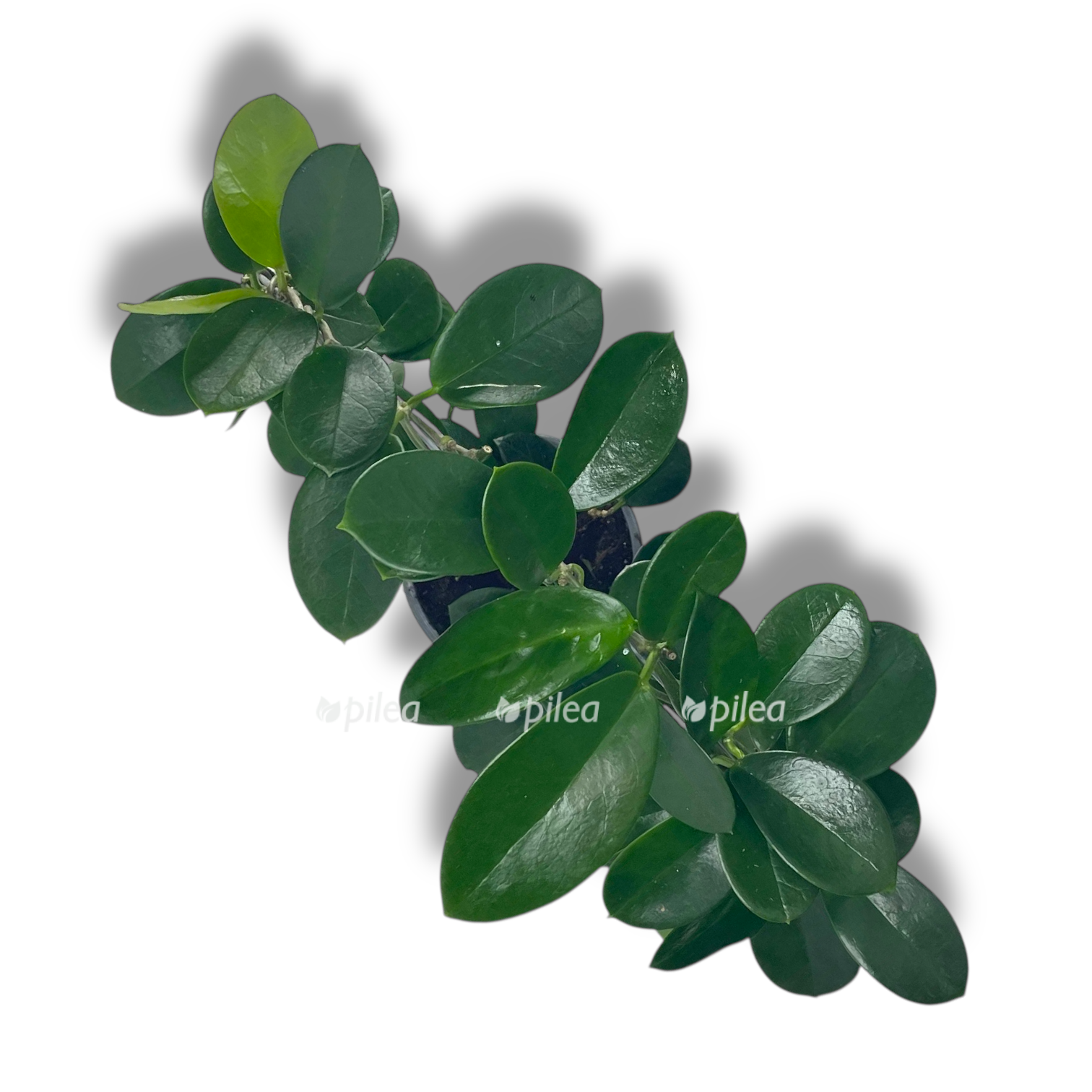 hojya australis arka 1 1