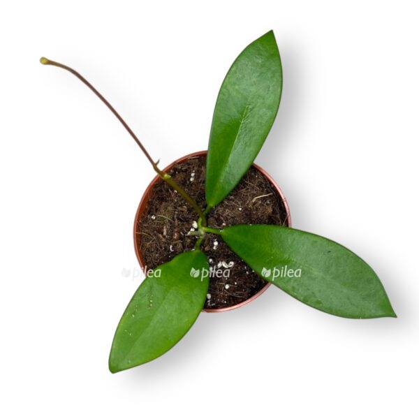 hojya blek dragon e1738939691470