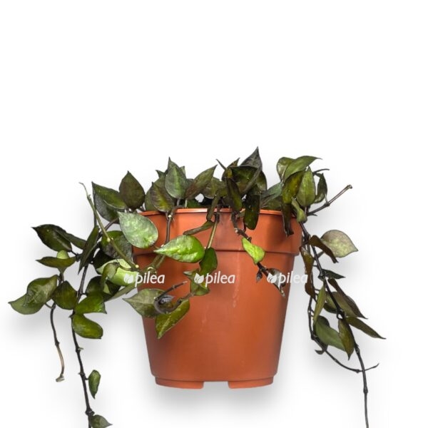 hojya blek lifs 1 e1722873736920