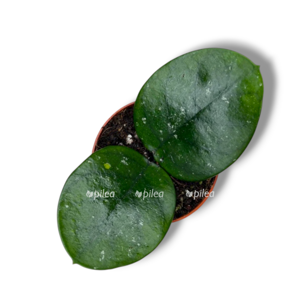 hojya boni e1768032817185