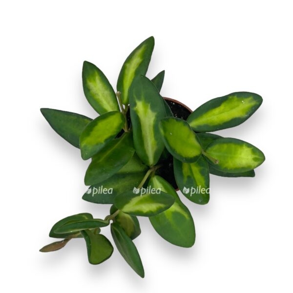 hojya burtoni variegata d6 e1722951712144