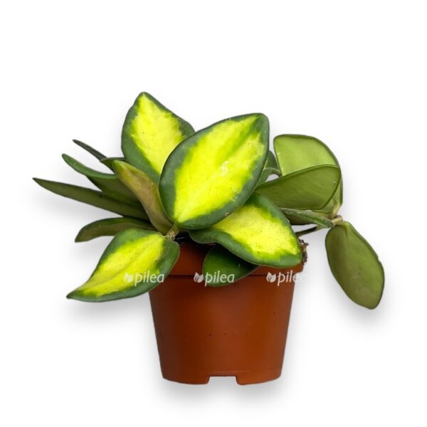 hojya burtoni variegata e1722951717741