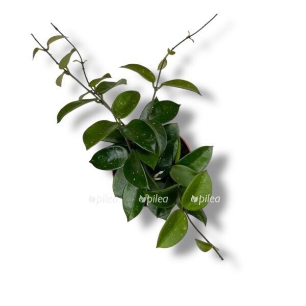 hojya-chouk-e1739942140997.jpeg hojya chouk e1739942140997