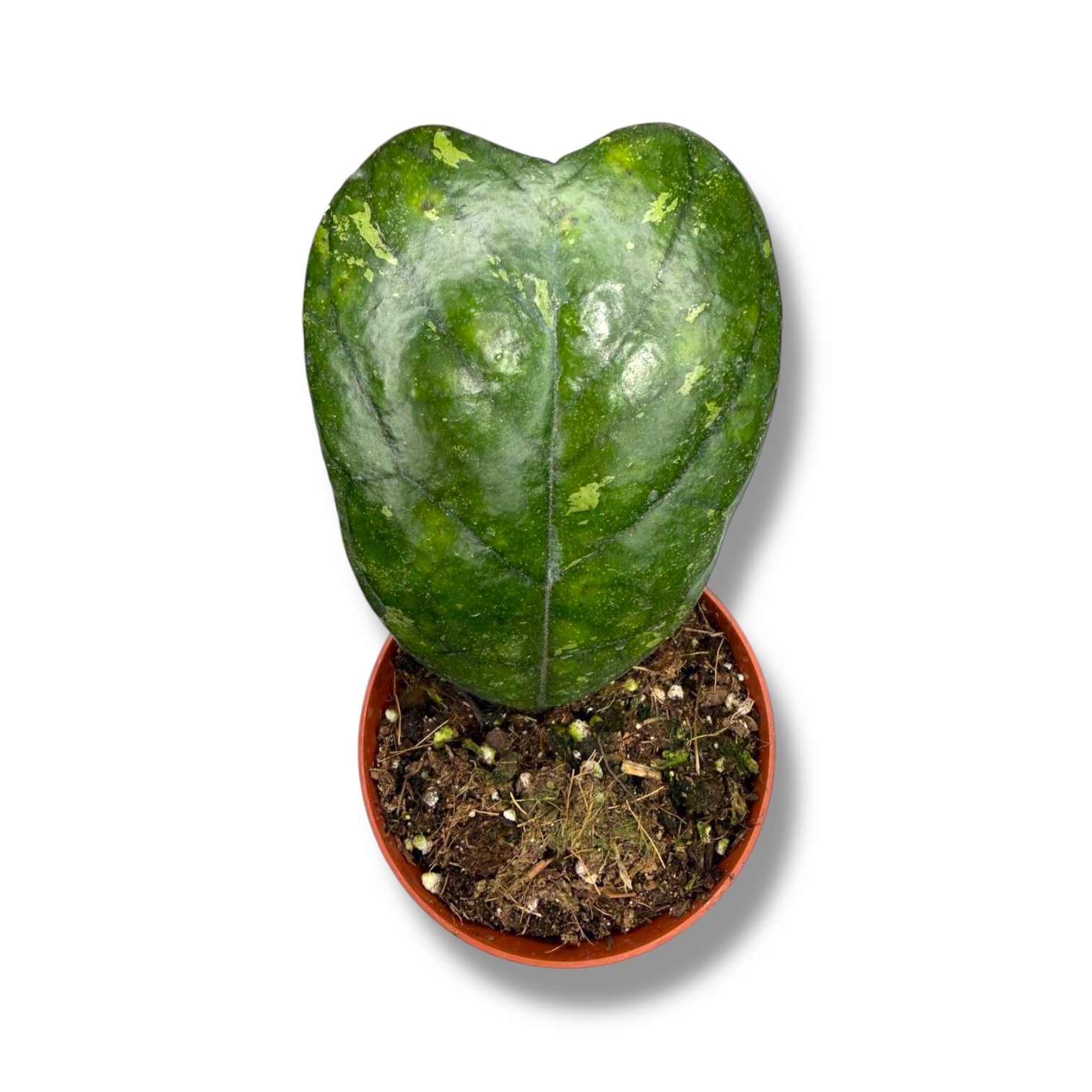 hojya-dejkej.jpeg hojya dejkej