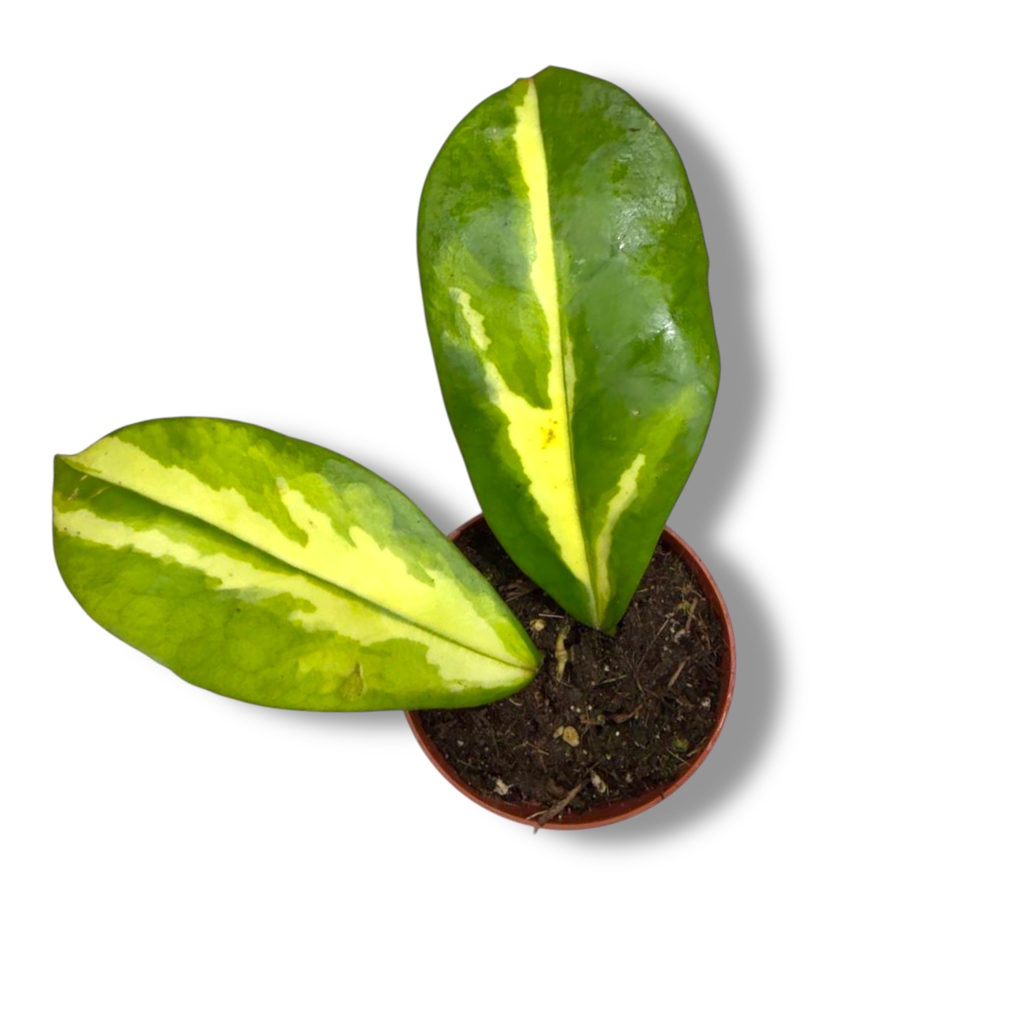 hojya diversifoliya maharani