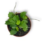 hojya endauensis