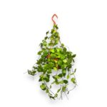 hojya endauensis podvesnaya e1727900753206