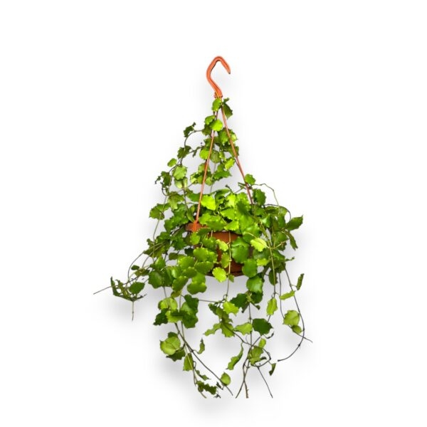 hojya endauensis podvesnaya e1727900753206