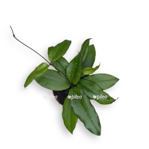 hojya eritrina e1742830018523