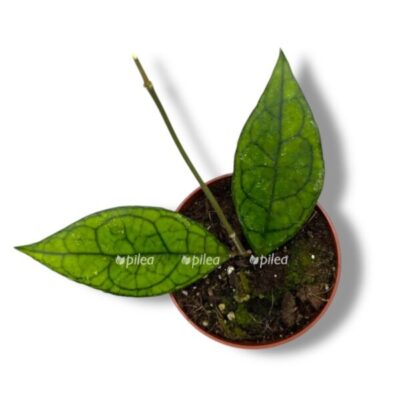 hojya finlejsonii saravak e1742829687281